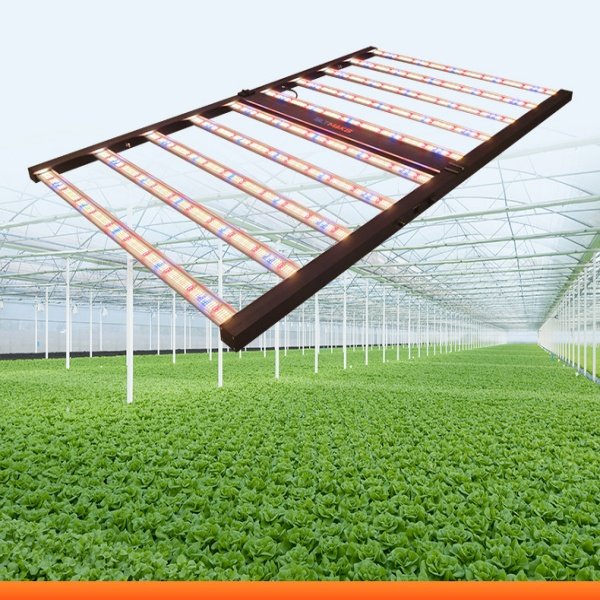 plant growing lights